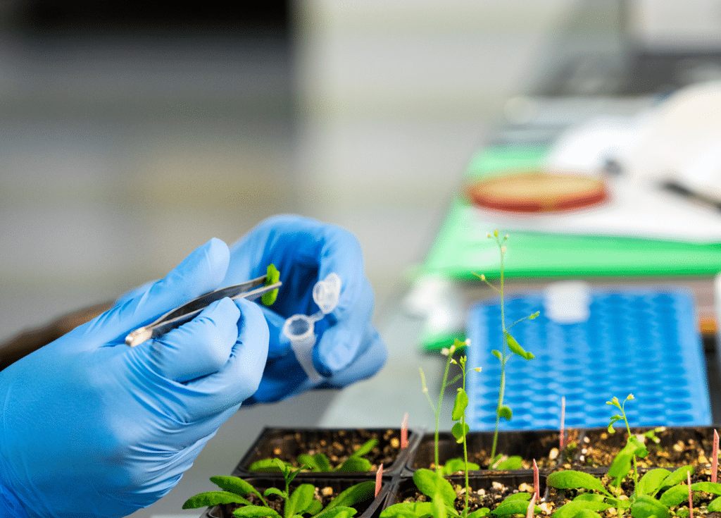 Syngenta seeks collaborations in the field of gene technology